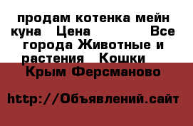 продам котенка мейн-куна › Цена ­ 35 000 - Все города Животные и растения » Кошки   . Крым,Ферсманово